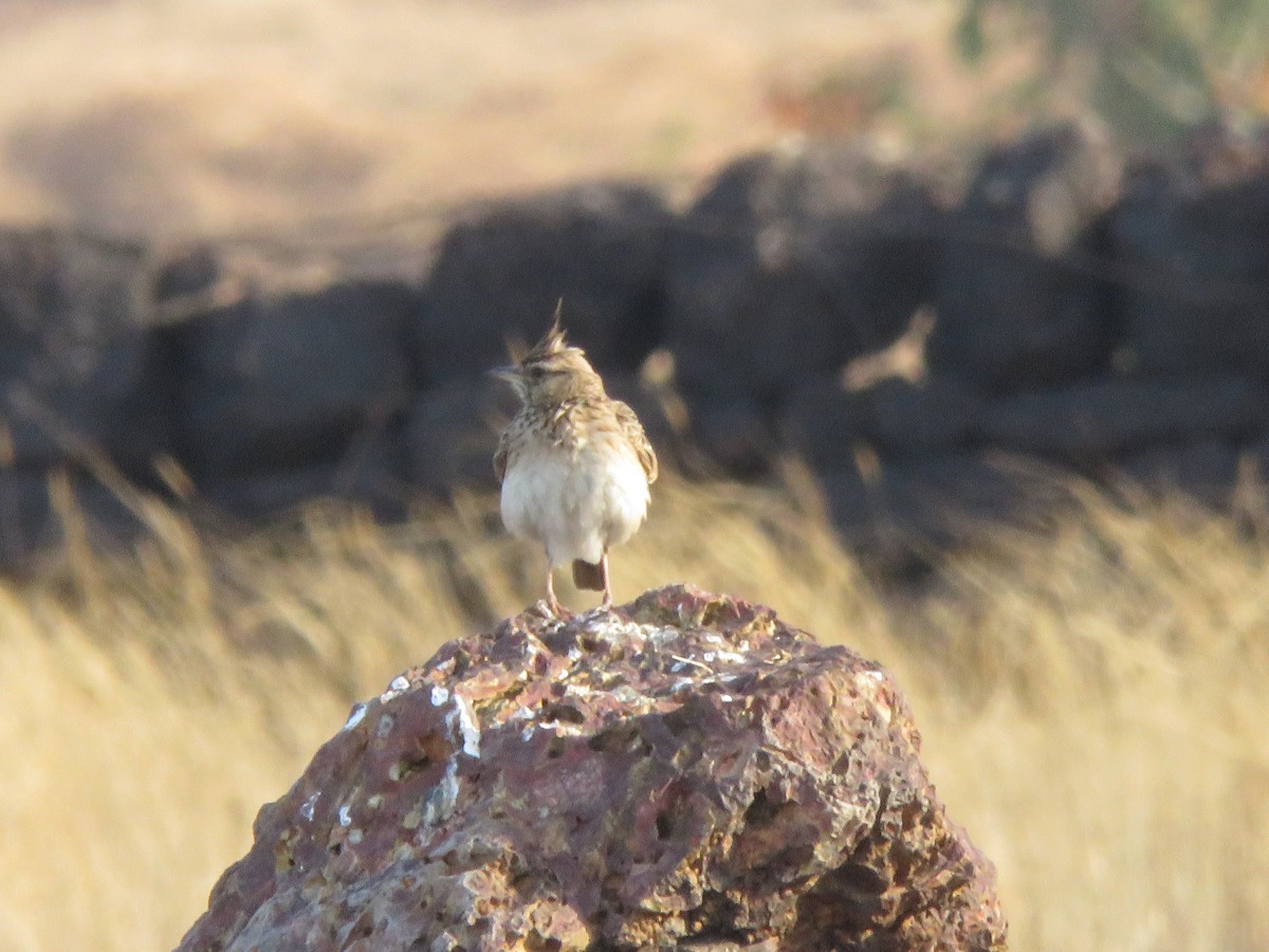 Malabar Lark - ML647291496