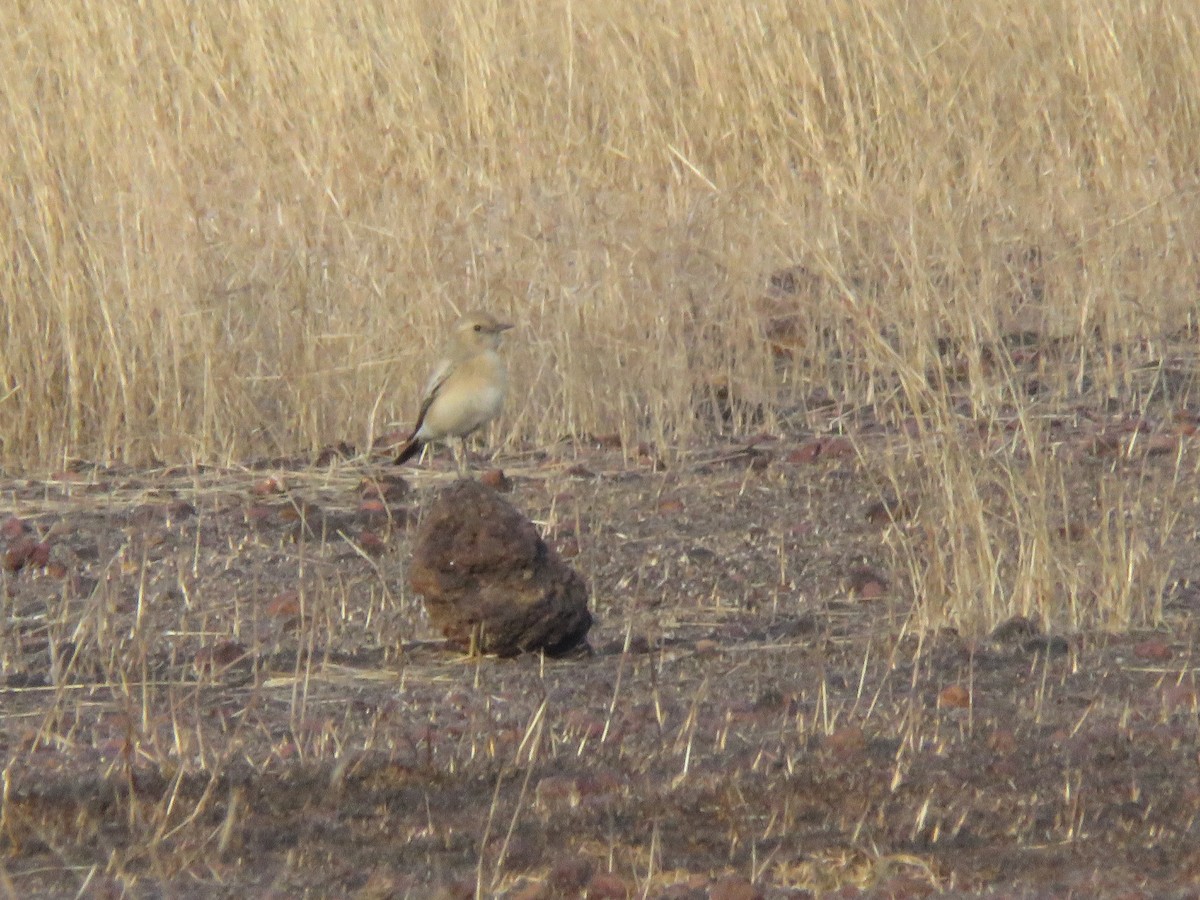 Malabar Lark - ML647291497