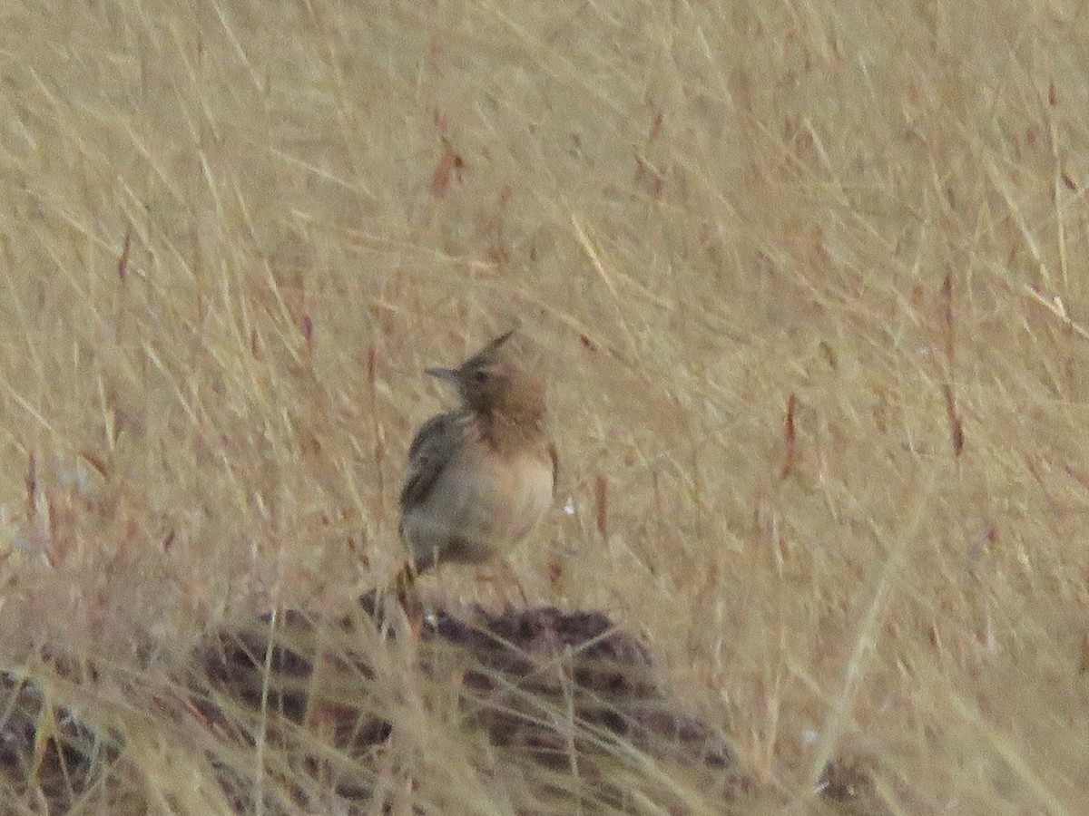 Malabar Lark - ML647291498