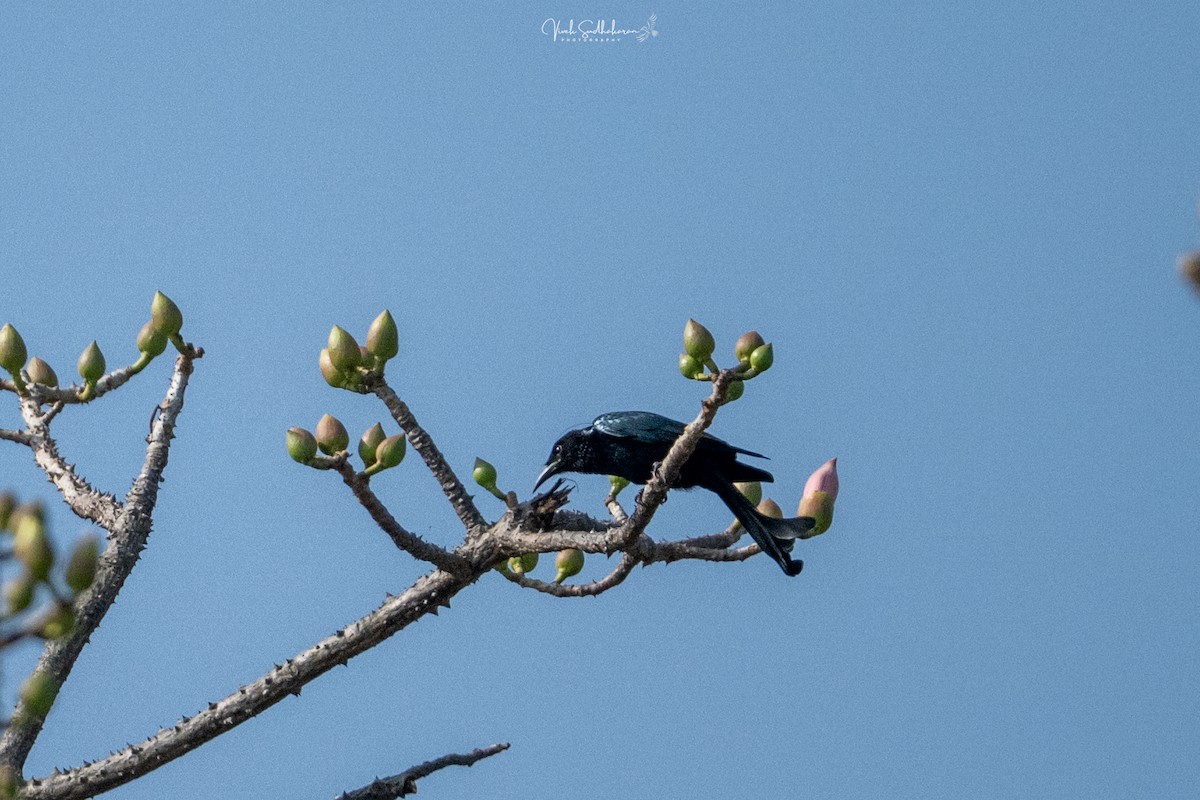 Hair-crested Drongo - ML647291499