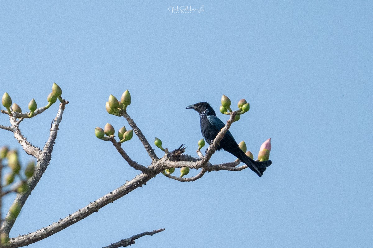 Hair-crested Drongo - ML647291501