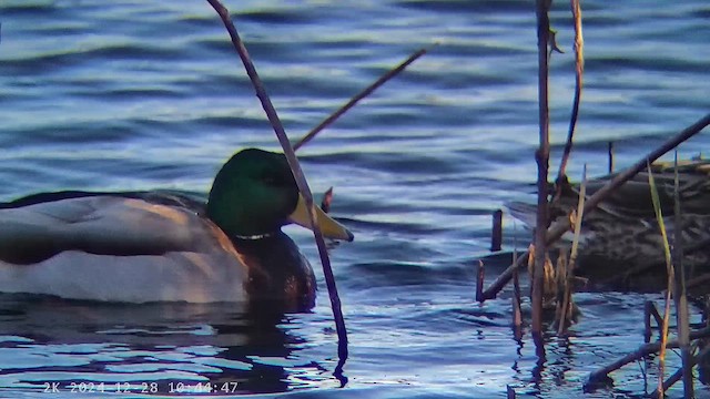 ברכיה - ML647291503
