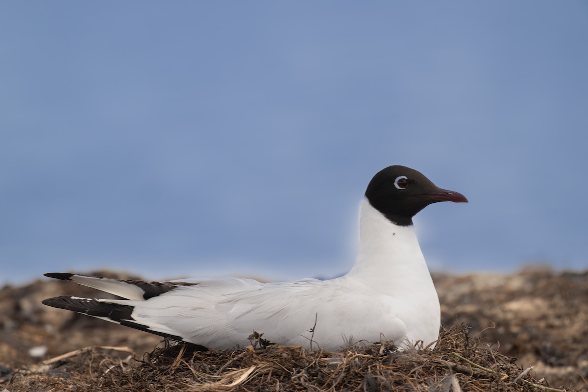 Andean Gull - ML647291527