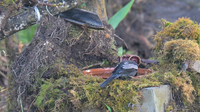 Gray-winged Blackbird - ML647291528