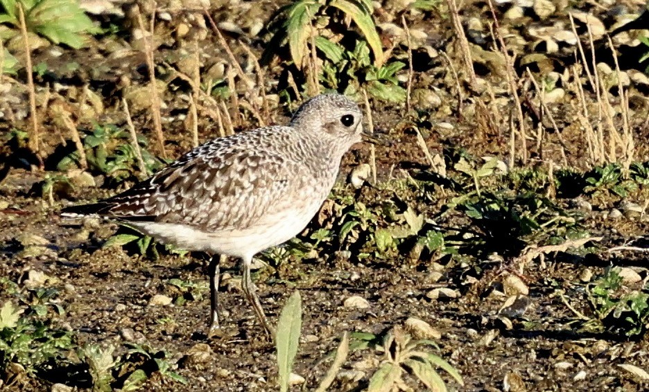 ダイゼン - ML647291533