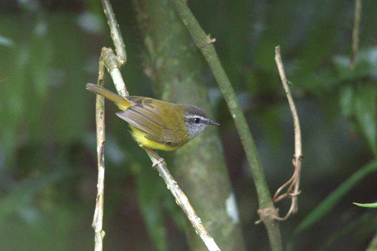 Yellow-bellied Warbler - ML647291559