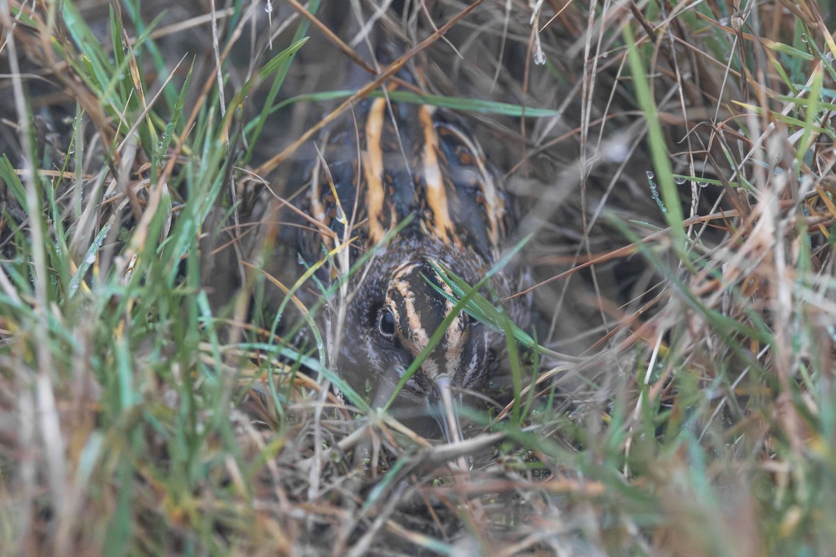 Jack Snipe - ML647291568