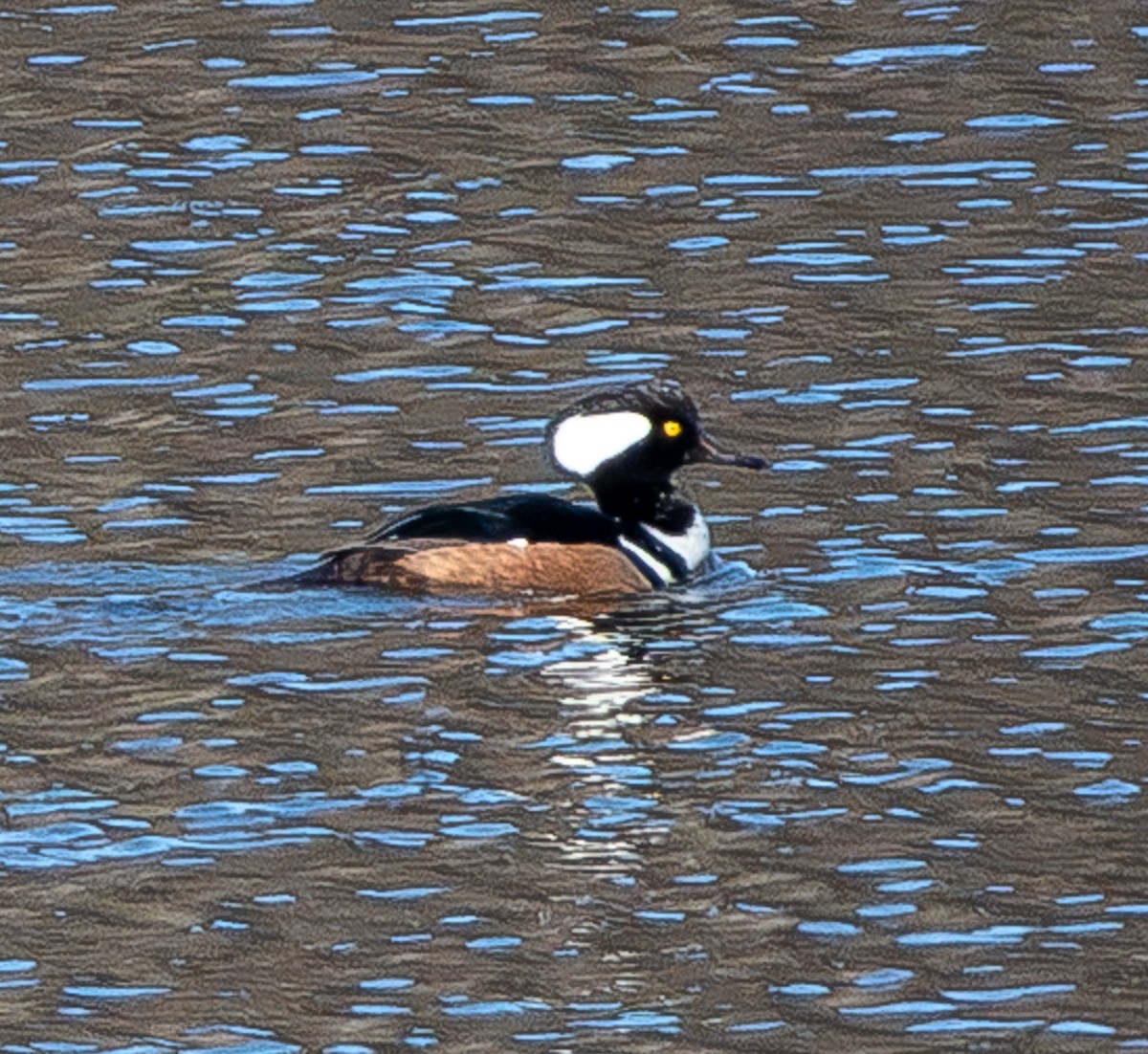 Hooded Merganser - ML647291569