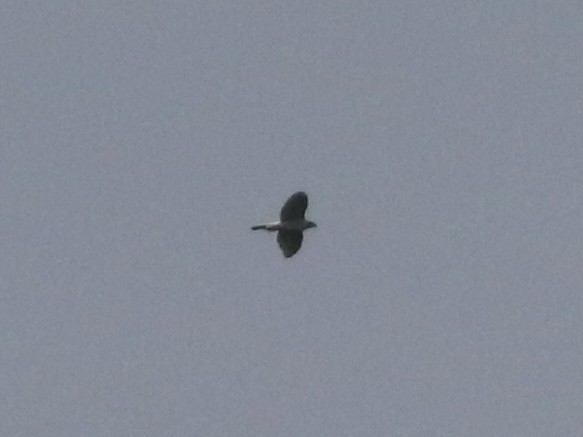 蒼鷹 - ML647291577