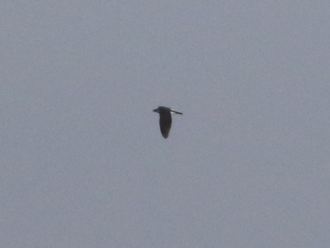 蒼鷹 - ML647291578