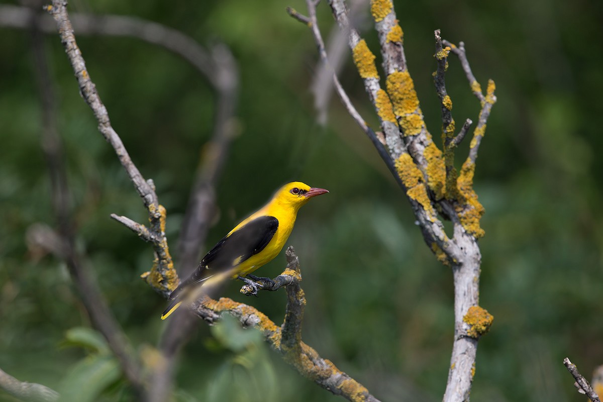 Eurasian Golden Oriole - ML647291593