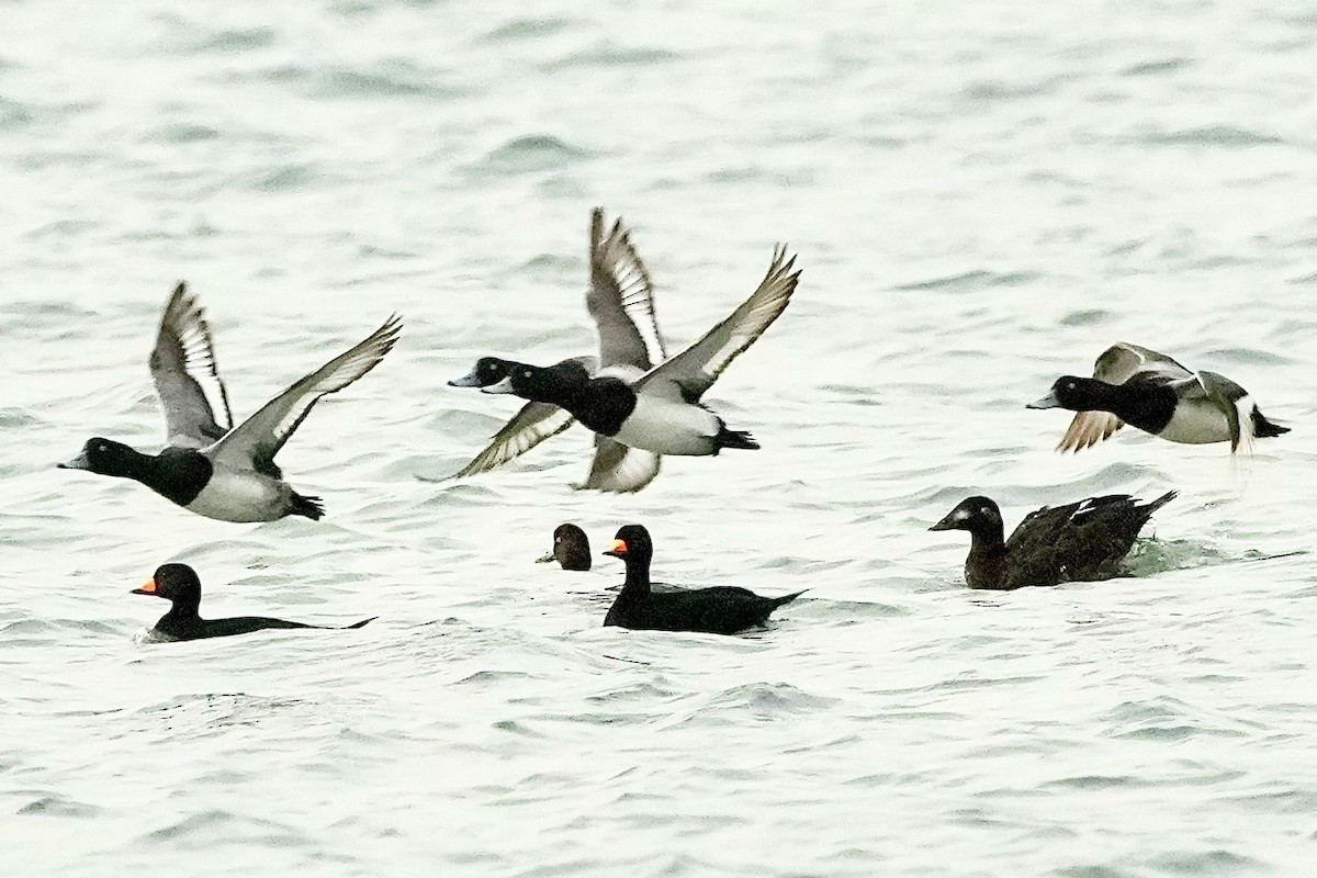 Турпан азійський - ML647291596