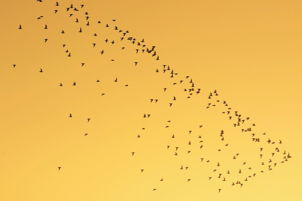 Сивка звичайна - ML647291602