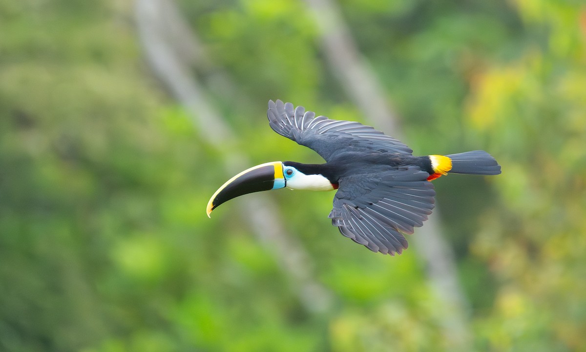 Tucán Pechiblanco - ML647291603