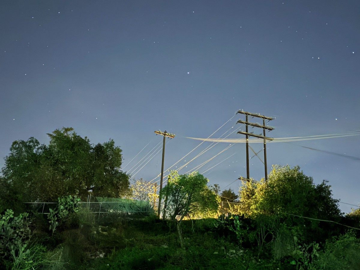 Great Horned Owl - ML647291644