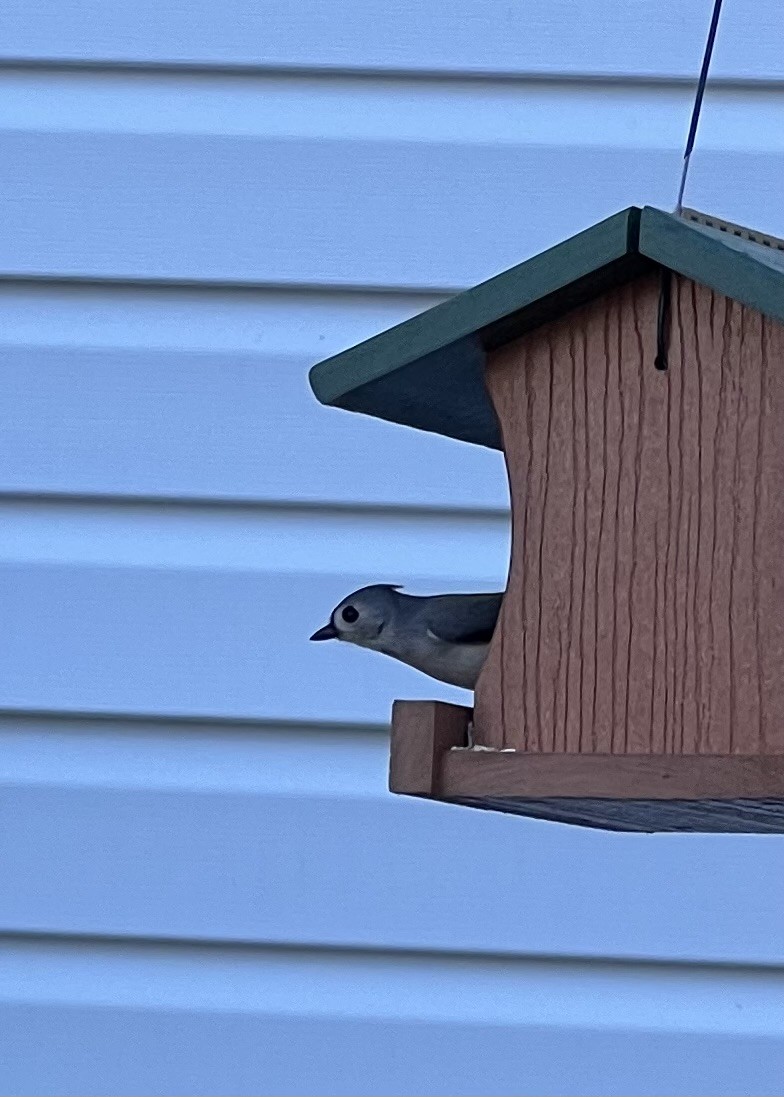 Tufted Titmouse - ML647291650