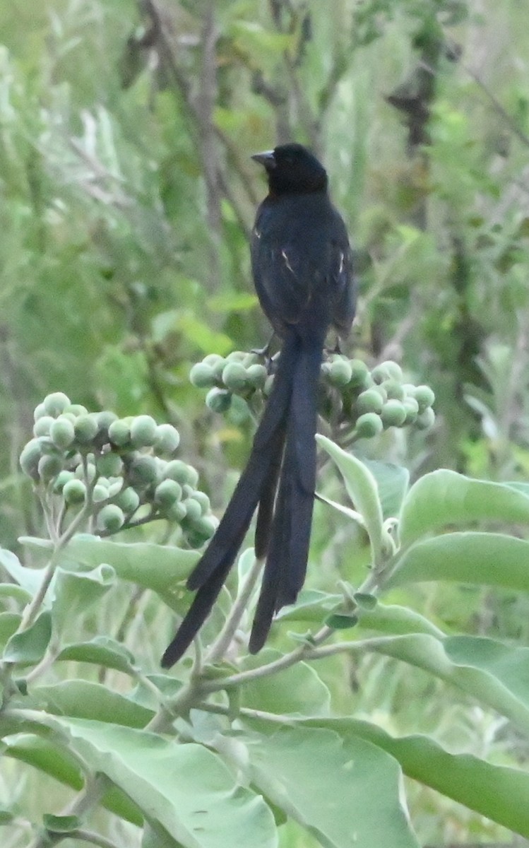 Red-collared Widowbird - ML647291662