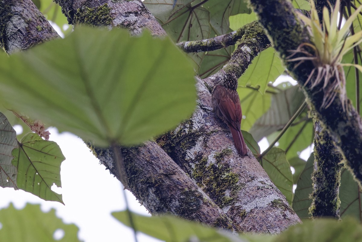 Cocoa Woodcreeper - ML647291710