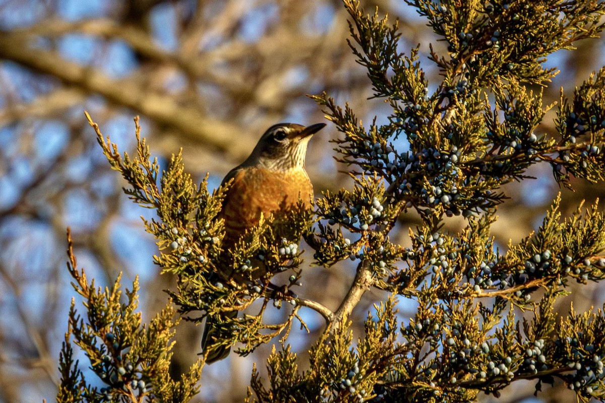 American Robin - ML647291775