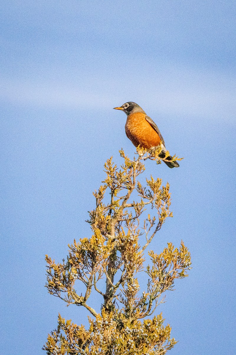 American Robin - ML647291776
