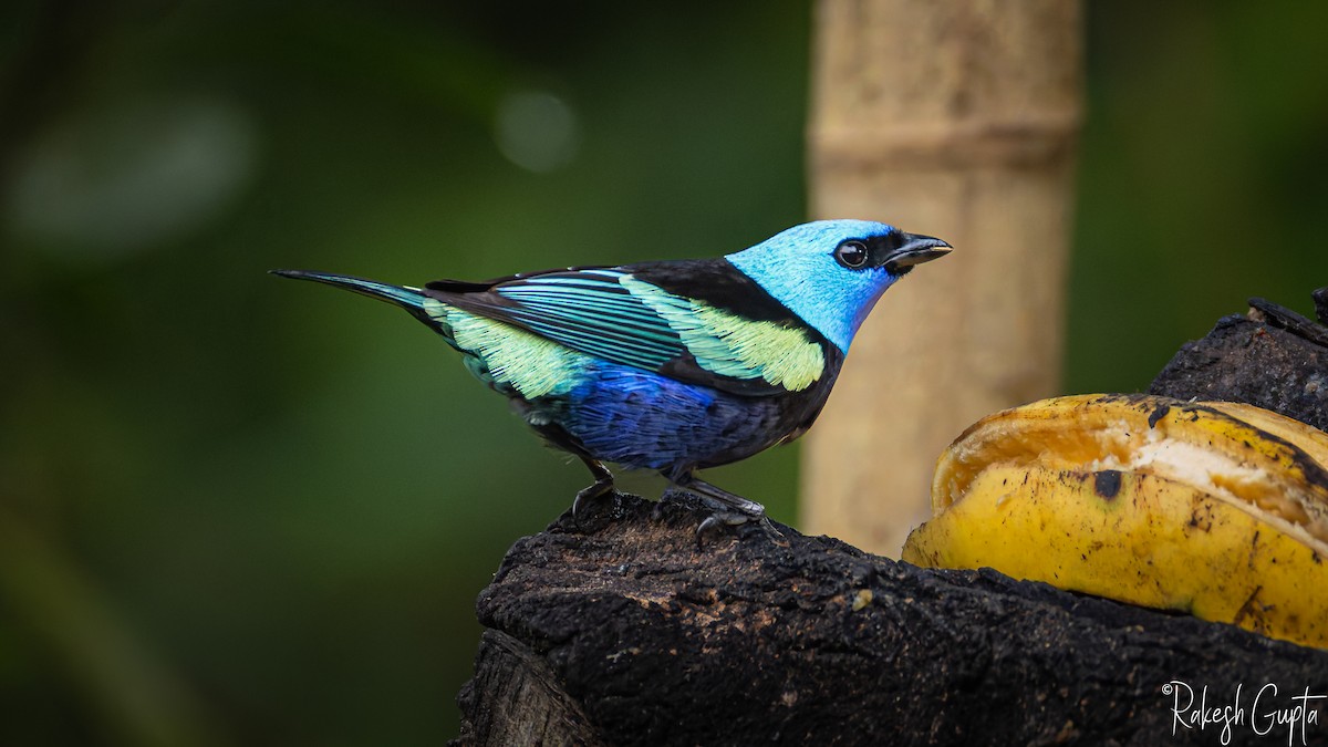 Танагра блакитношия - ML647291778