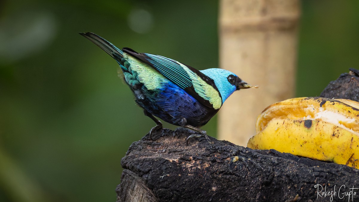 Танагра блакитношия - ML647291779