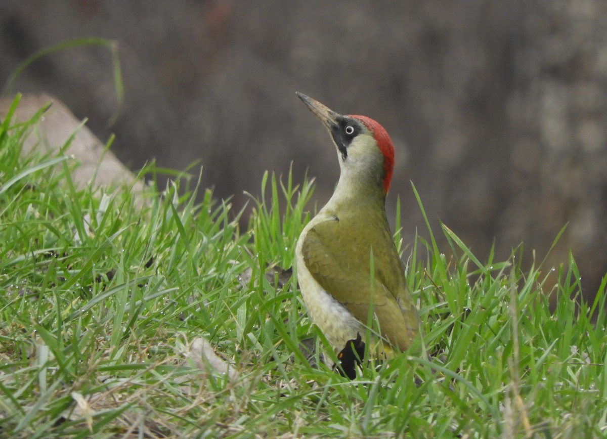 נקר ירוק - ML647291793