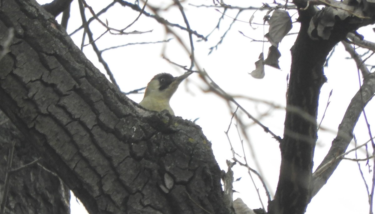 נקר ירוק - ML647291795