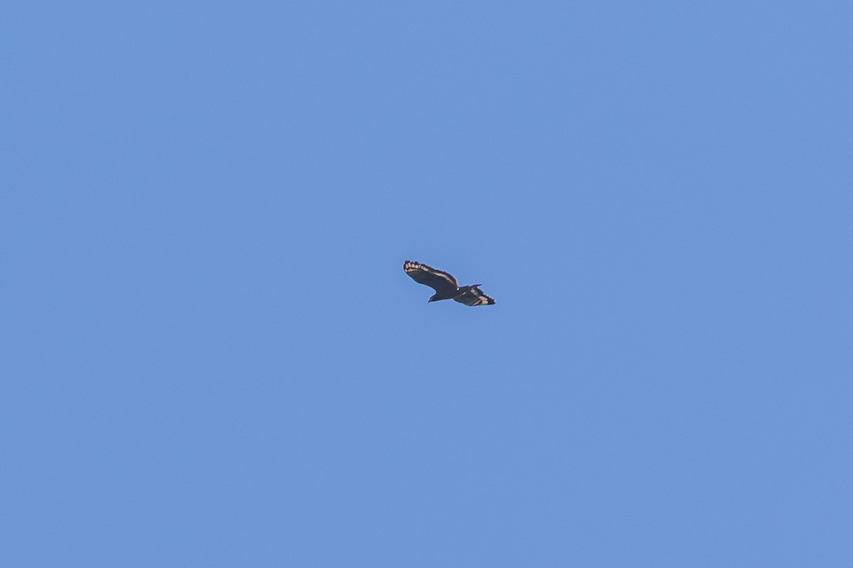 Culebrera Chiíla - ML647291836