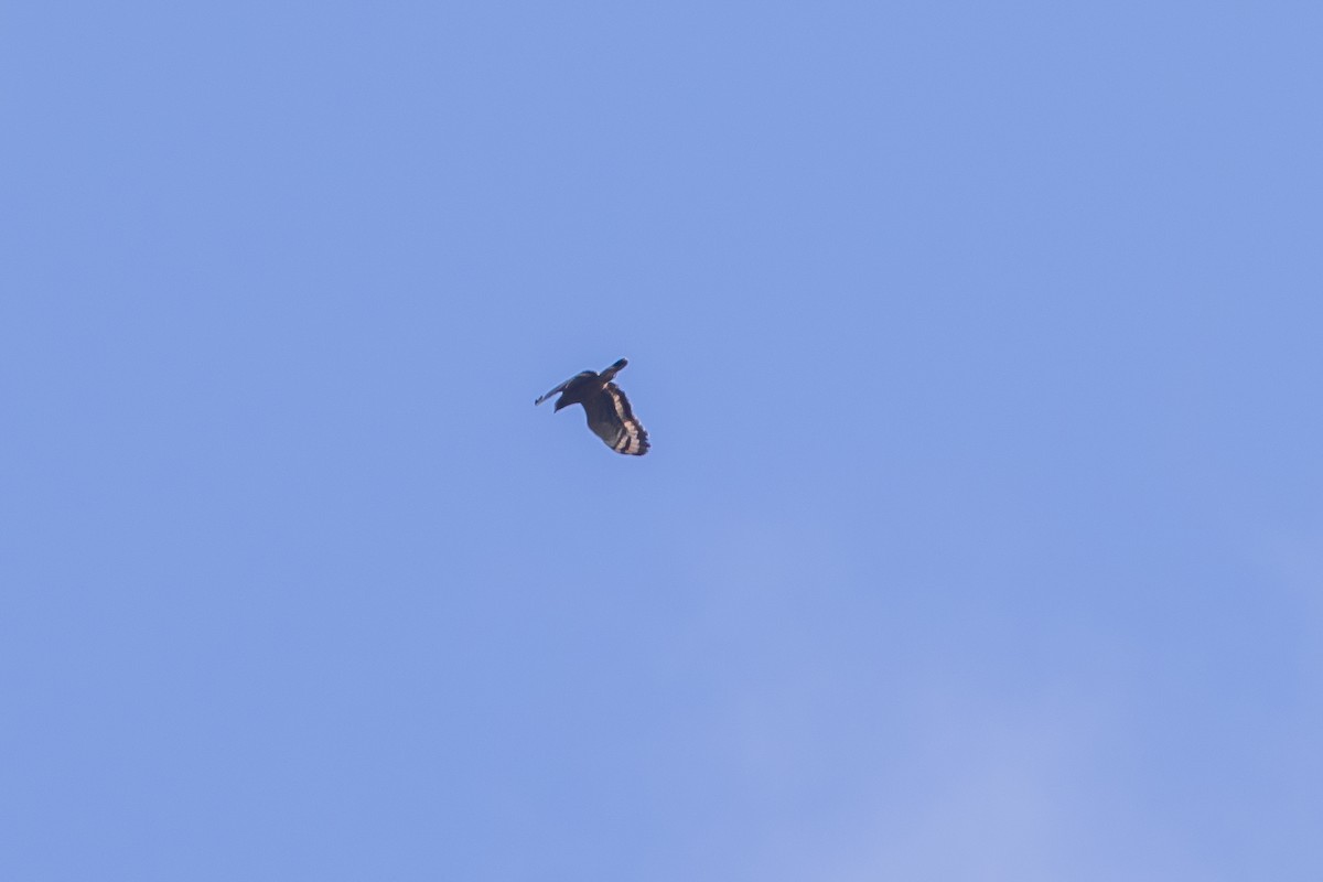 Culebrera Chiíla - ML647291837