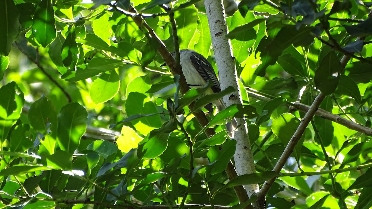 Gray-headed Elaenia - ML647291842