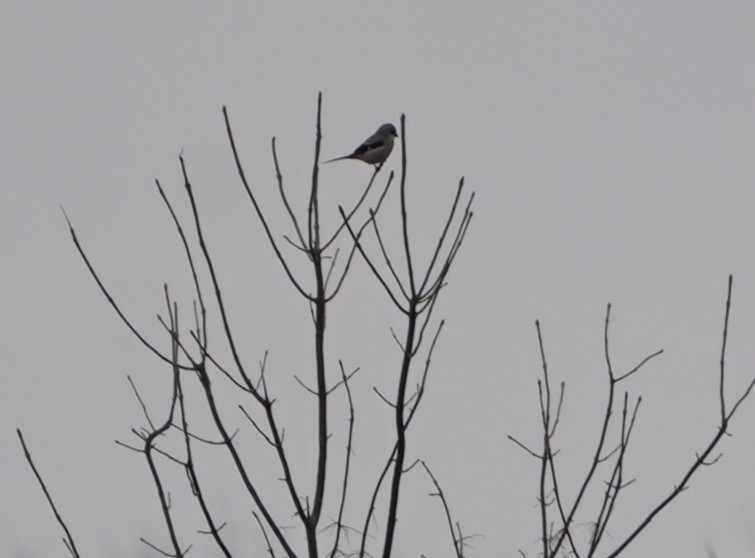Northern Shrike - ML647291855