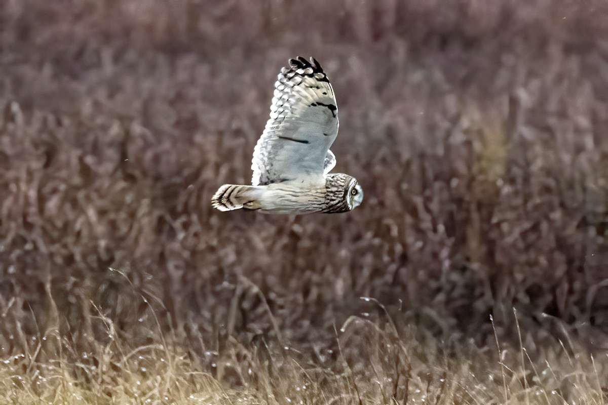 Сова болотяна - ML647291873