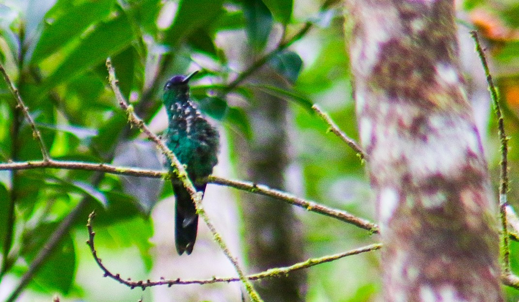 Violet-capped Woodnymph - ML647291902