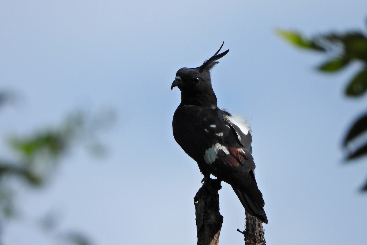 Black Baza - ML647291922