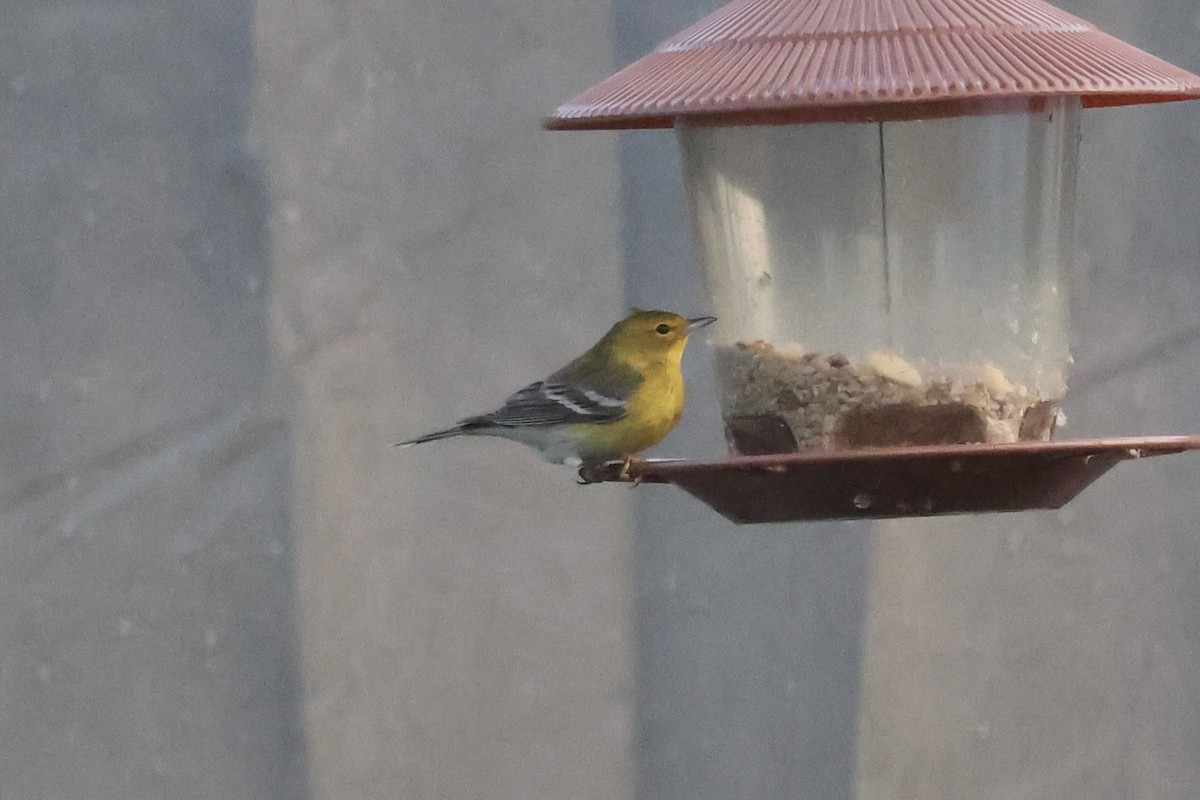 Kiefernwaldsänger - ML647291924