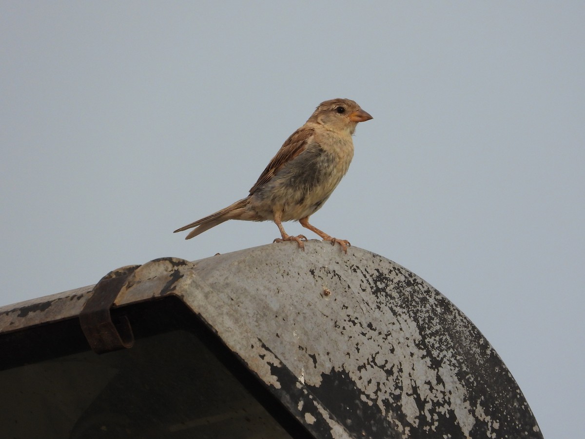 House Sparrow - ML647291926