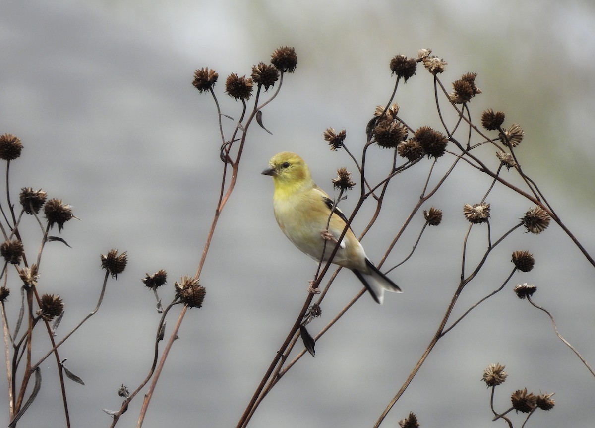 American Goldfinch - ML647291933