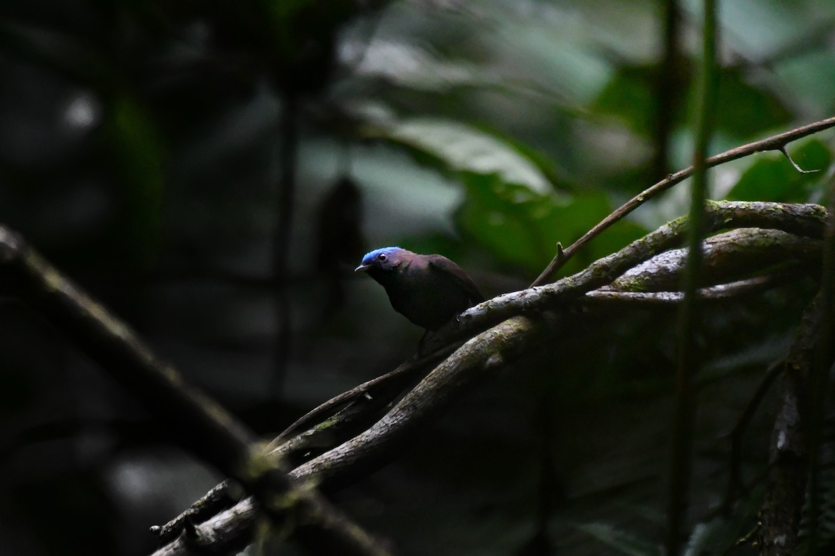 Blue-capped Manakin - ML647291935