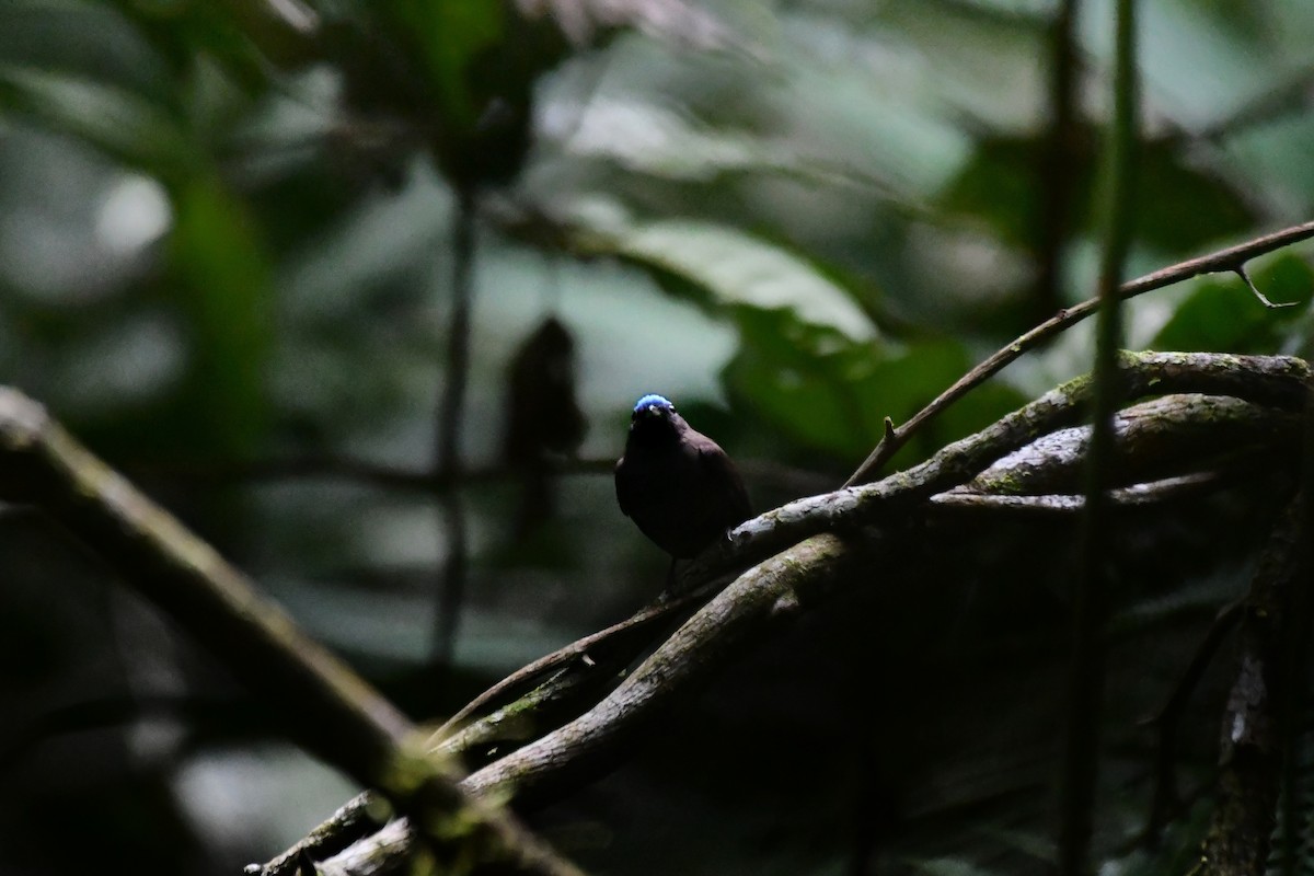 Blue-capped Manakin - ML647291936