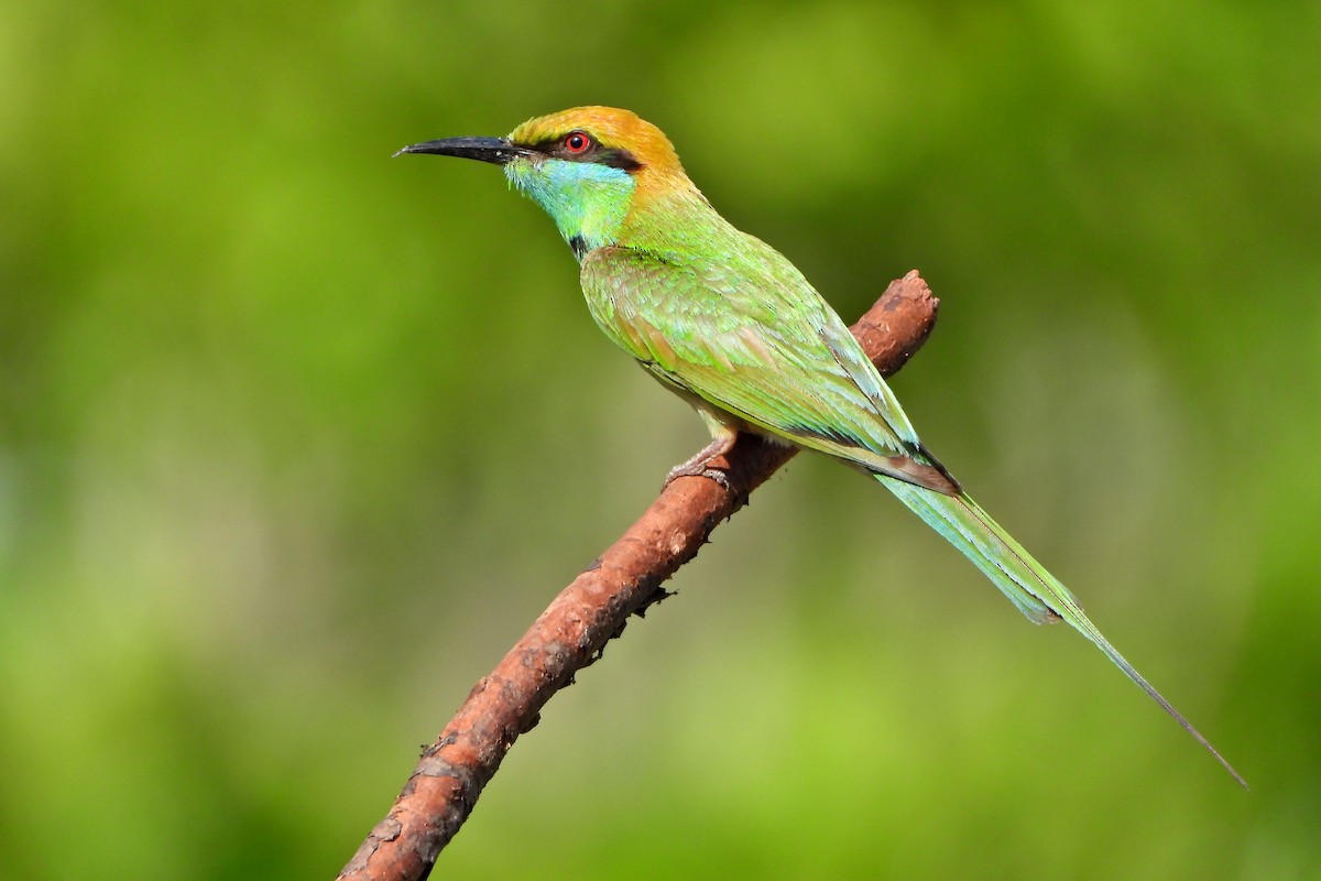 Asian Green Bee-eater - ML647291942