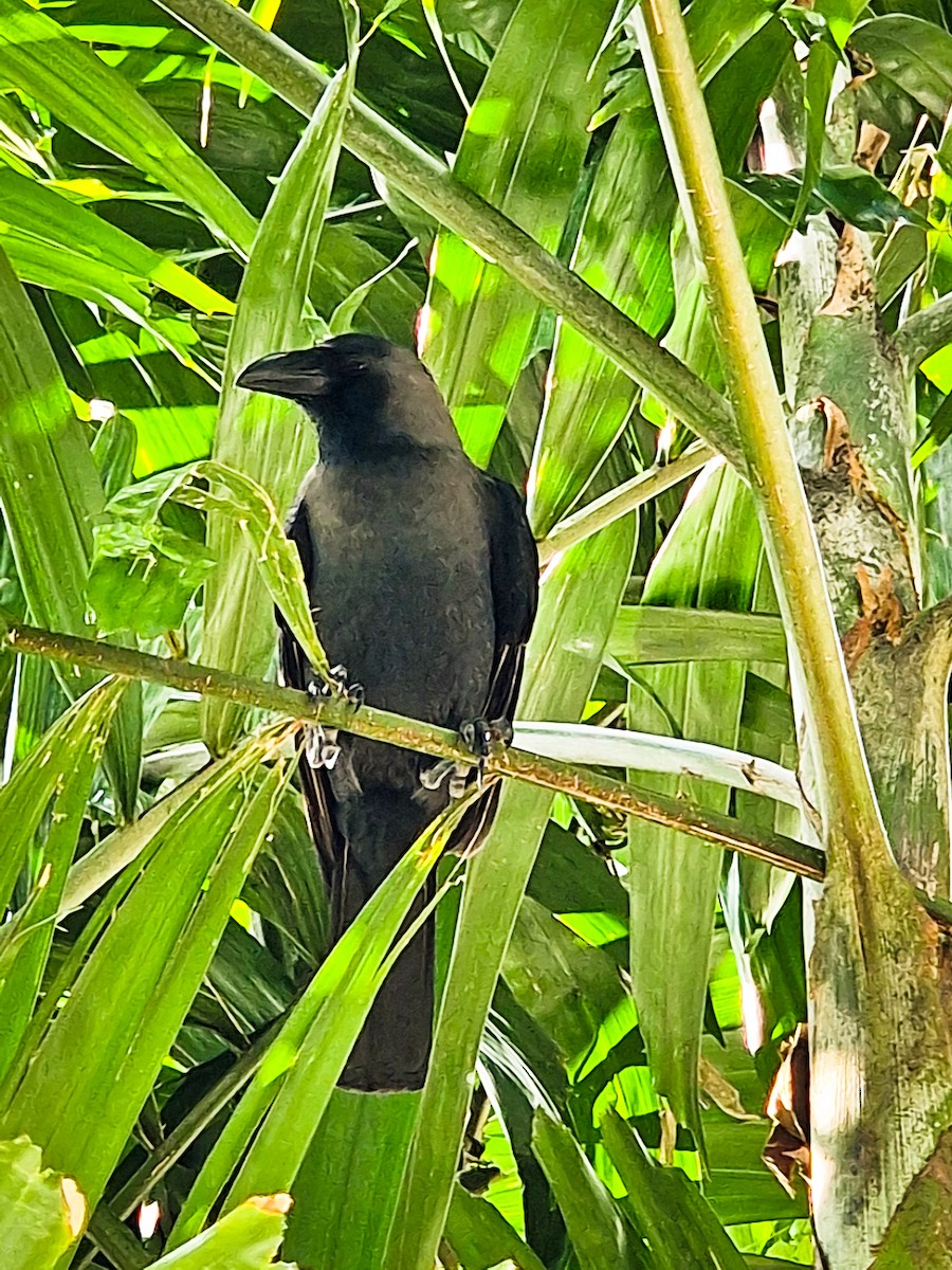 huskråke - ML647291965