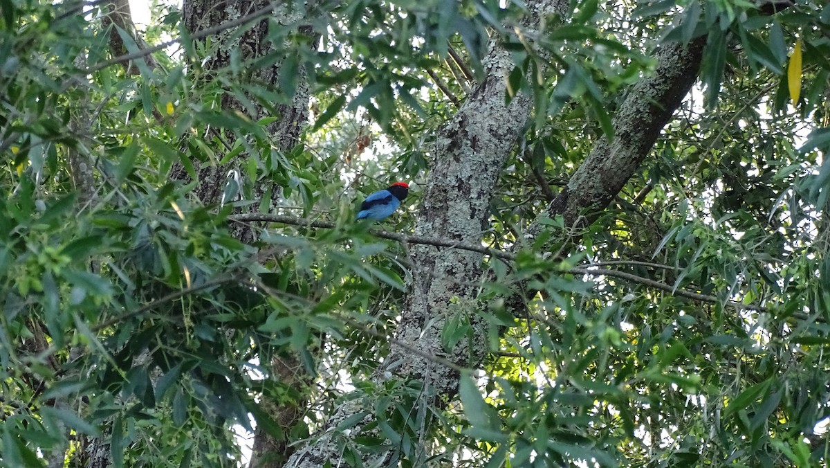 Swallow-tailed Manakin - ML647291972