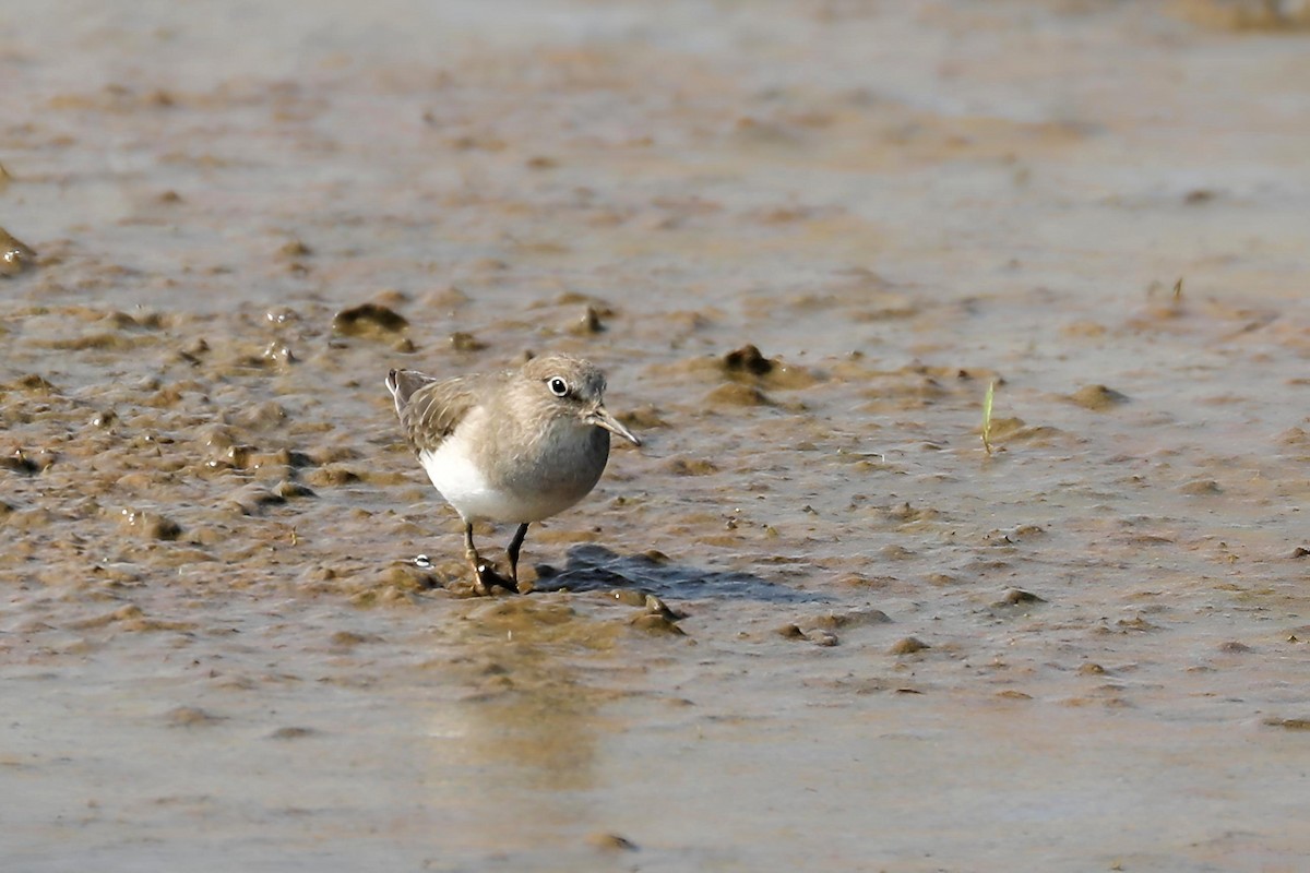 Temminck's Stint - ML647291973