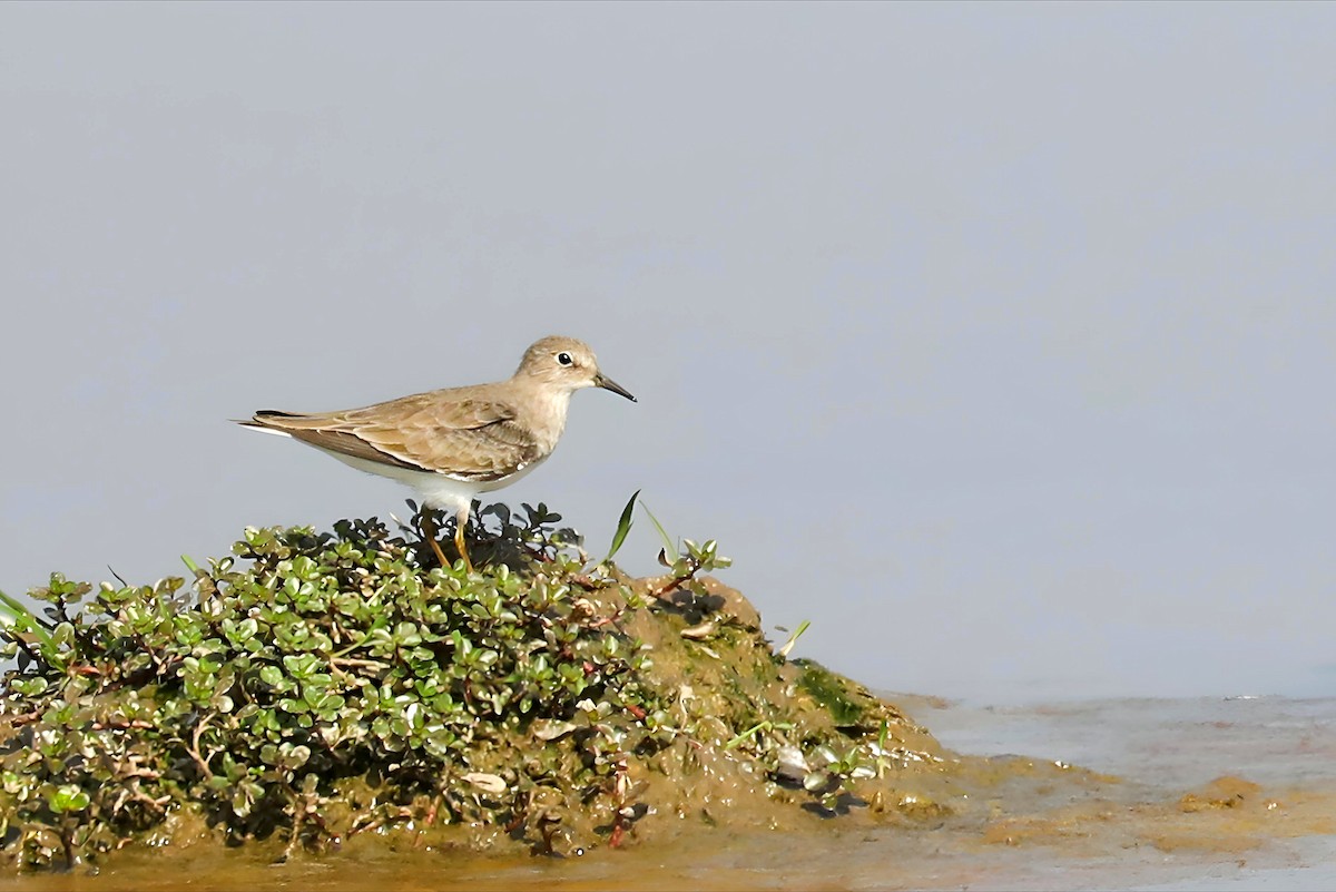 Temminck's Stint - ML647291975