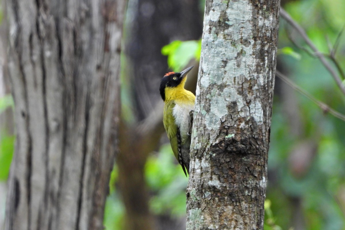 Black-headed Woodpecker - ML647291984