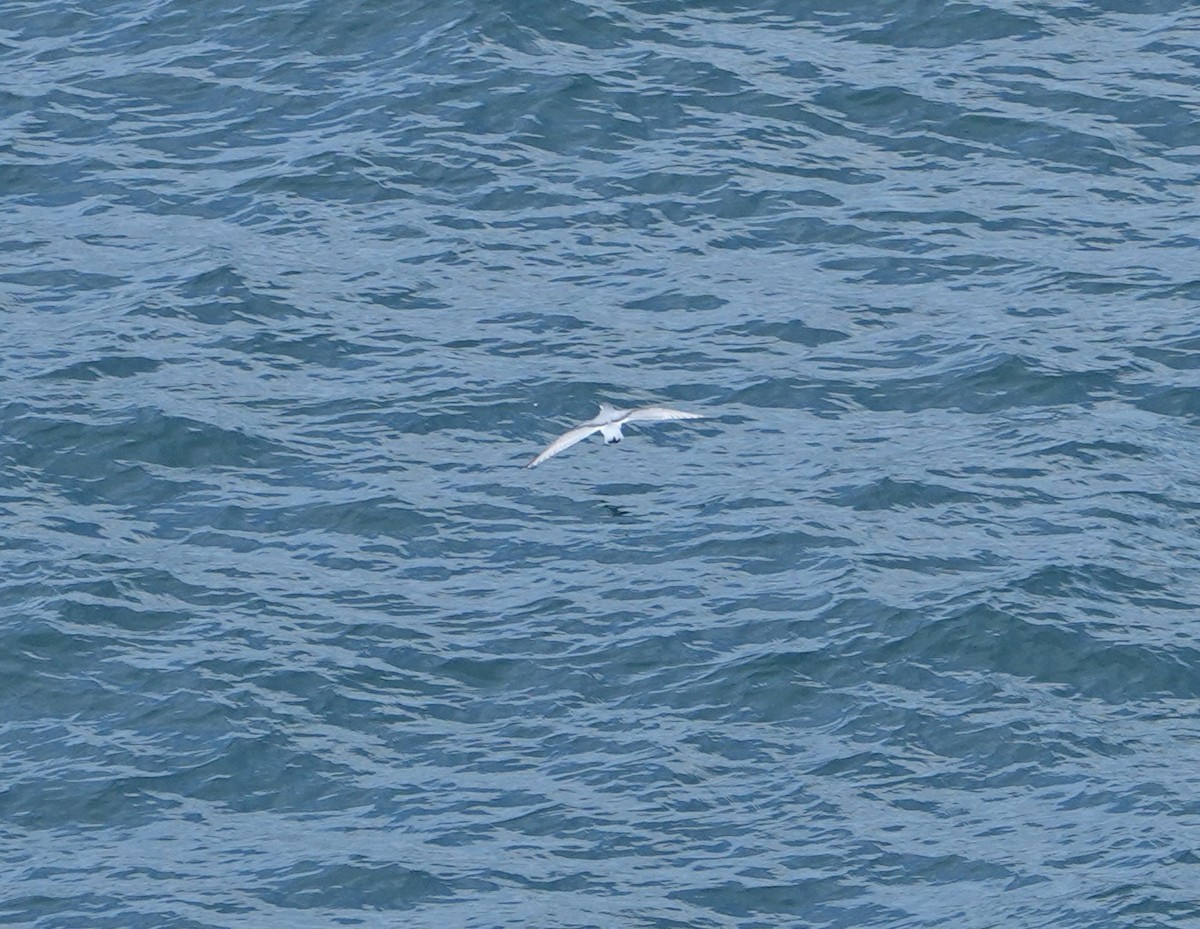 antarktishvalfugl - ML647291985