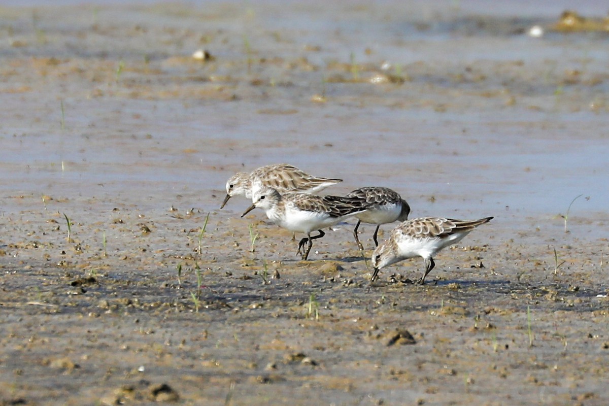Little Stint - ML647291988