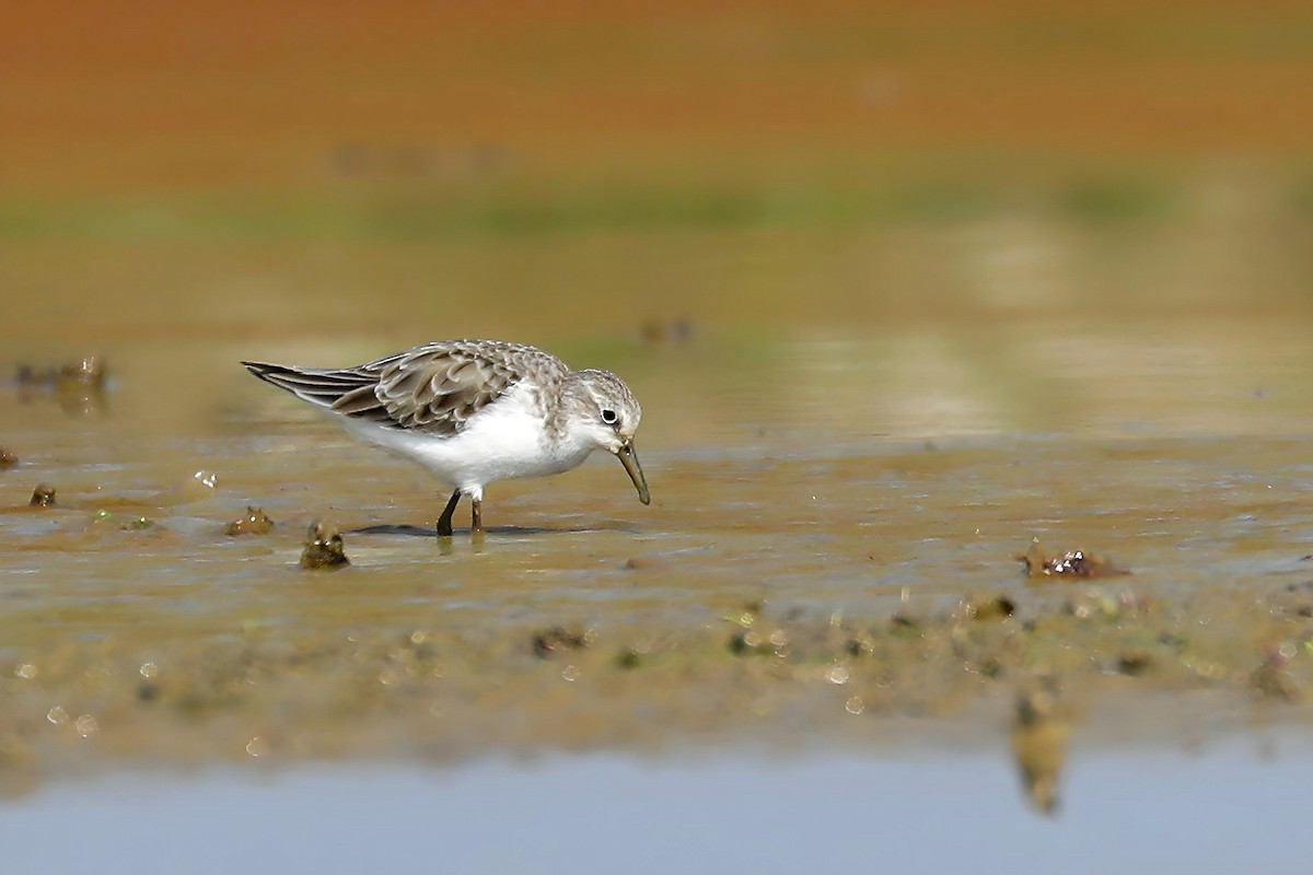 Little Stint - ML647291991