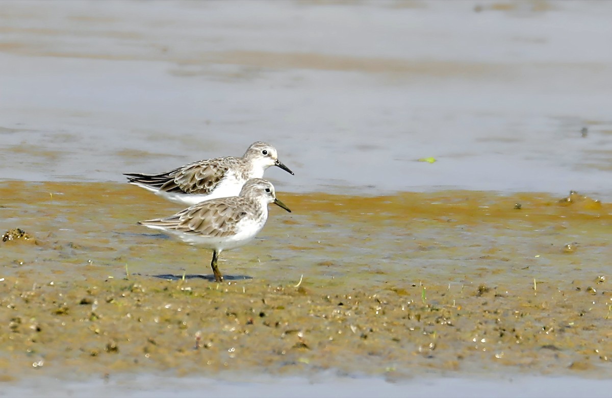Little Stint - ML647291992